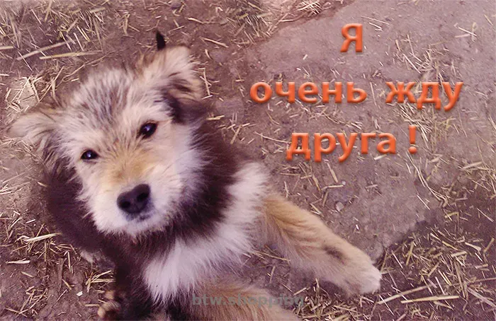 Щенки самые красивые и умненькие в добрые руки! - btw.shopping