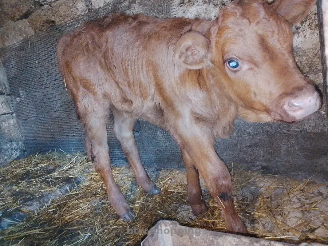 Продам теля молочної породи - btw.shopping