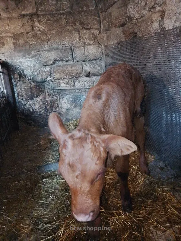 Продам теля молочної породи - btw.shopping