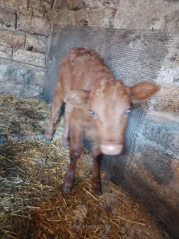 Продам теля молочної породи - btw.shopping