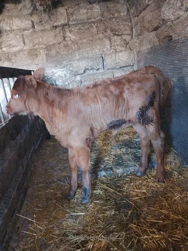 Продам теля молочної породи - btw.shopping