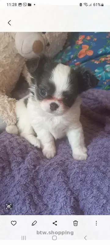 Продам!Щеночков! Чихуахуа - btw.shopping