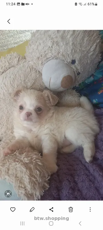 Продам!Щеночков! Чихуахуа - btw.shopping