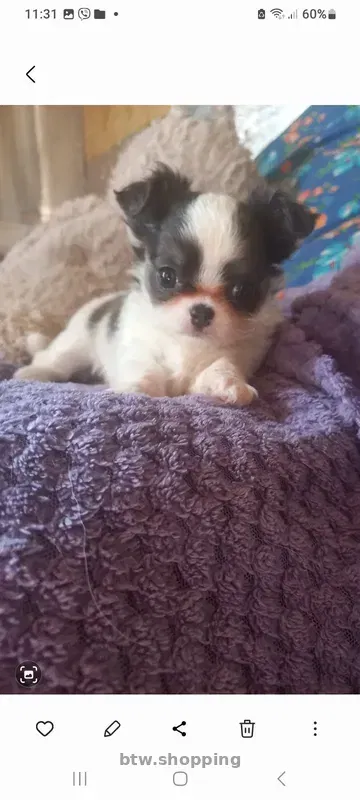 Продам!Щеночков! Чихуахуа - btw.shopping