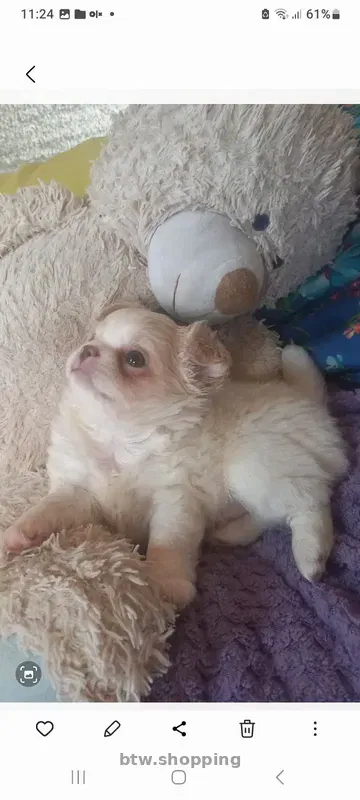 Продам!Щеночков! Чихуахуа - btw.shopping