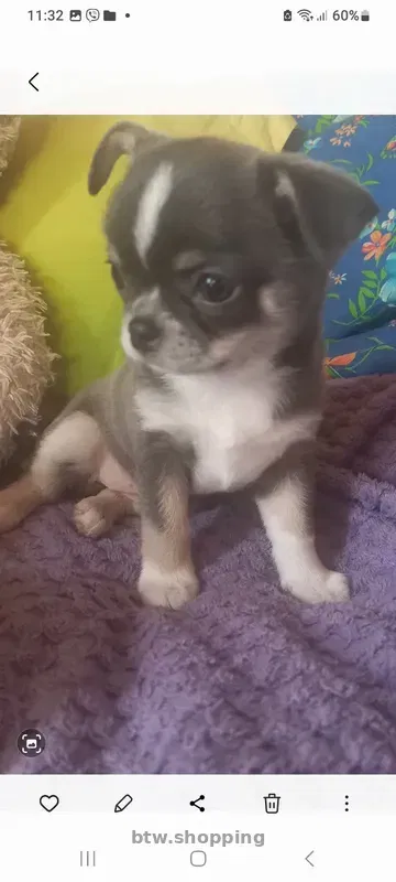 Продам!Щеночков! Чихуахуа - btw.shopping