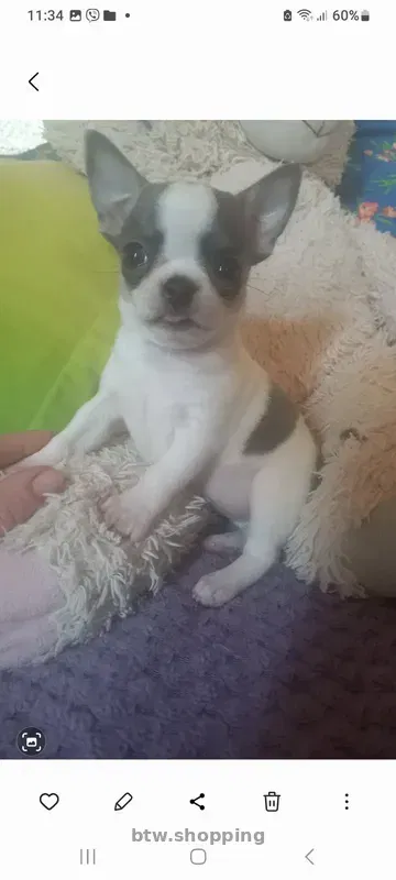 Продам!Щеночков! Чихуахуа - btw.shopping
