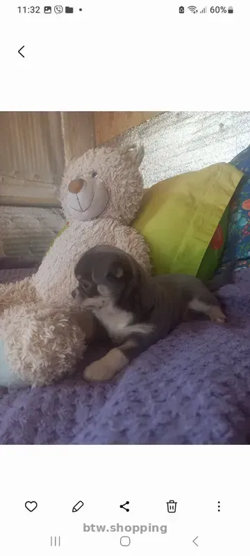 Продам!Щеночков! Чихуахуа - btw.shopping