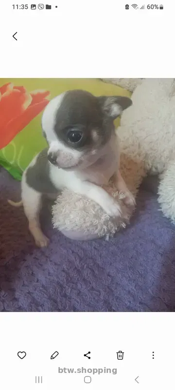 Продам!Щеночков! Чихуахуа - btw.shopping