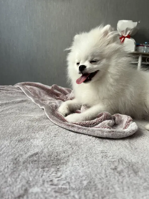 Щенок померанского шпица, мальчик, очень красивый - btw.shopping