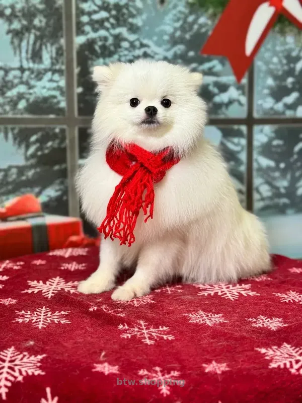 Щенок померанского шпица, мальчик, очень красивый - btw.shopping