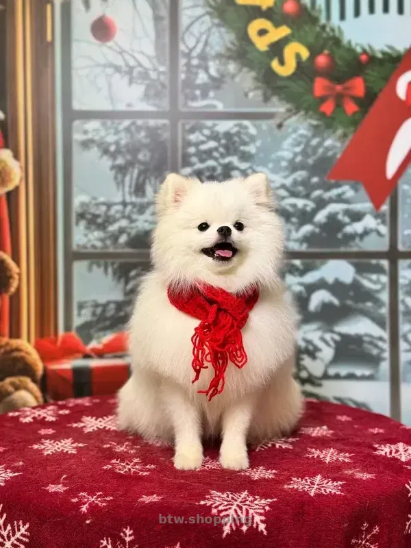 Щенок померанского шпица, мальчик, очень красивый - btw.shopping