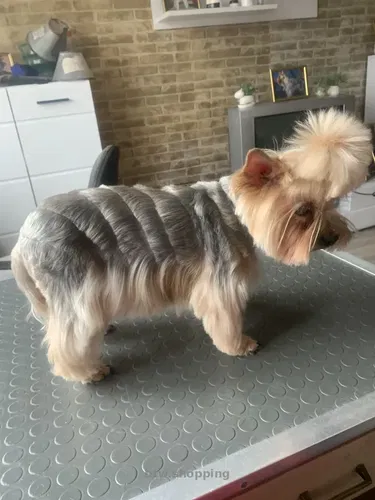 Стрижка любимых собак и котов в Херсоне