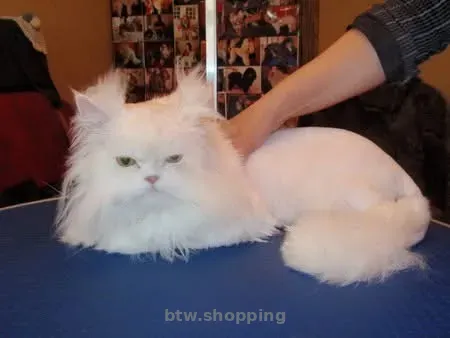 Стрижка любимых собак и котов в Херсоне - btw.shopping