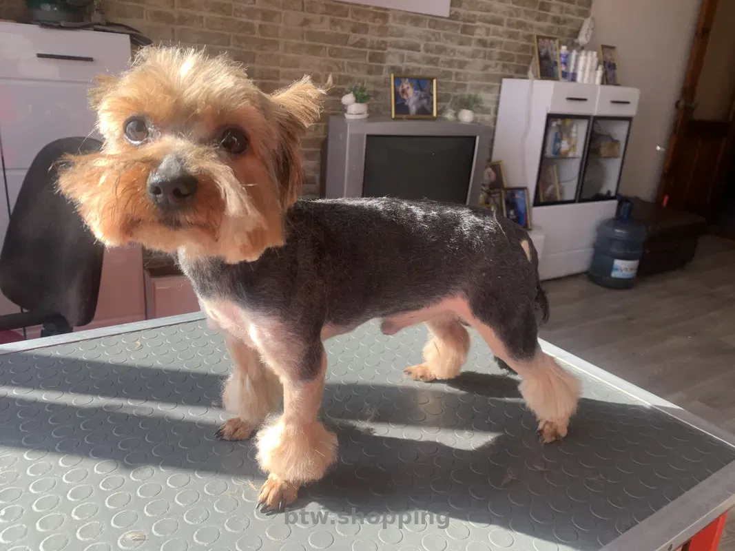 Стрижка любимых собак и котов в Херсоне - btw.shopping