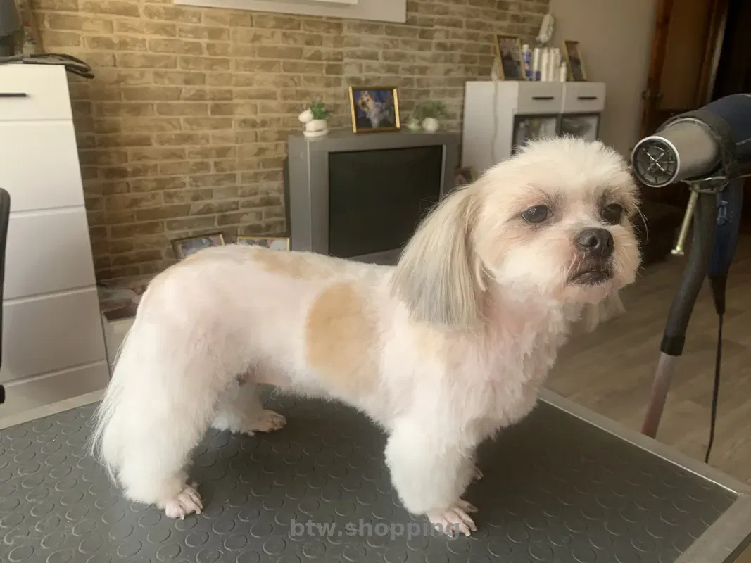 Стрижка любимых собак и котов в Херсоне - btw.shopping