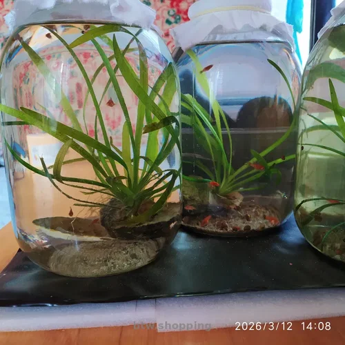 Рослини для акваріума