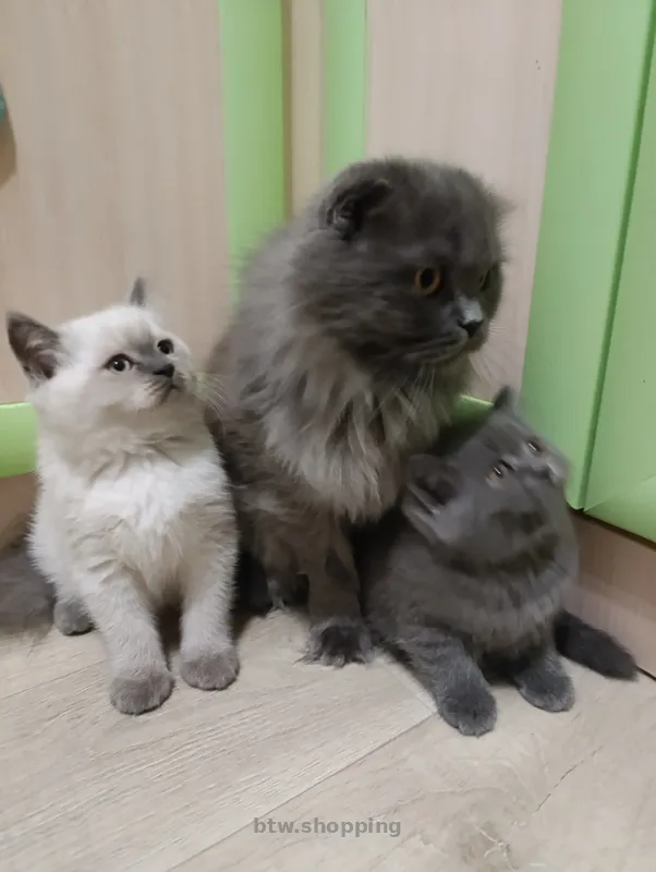 Продаю шотландских котят исклюзивних - btw.shopping