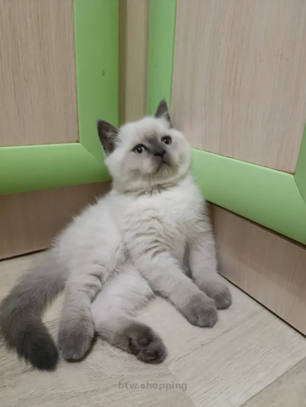Продаю шотландских котят исклюзивних - btw.shopping