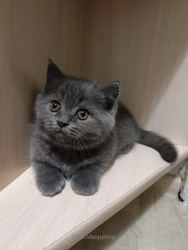 Продаю шотландских котят исклюзивних - btw.shopping