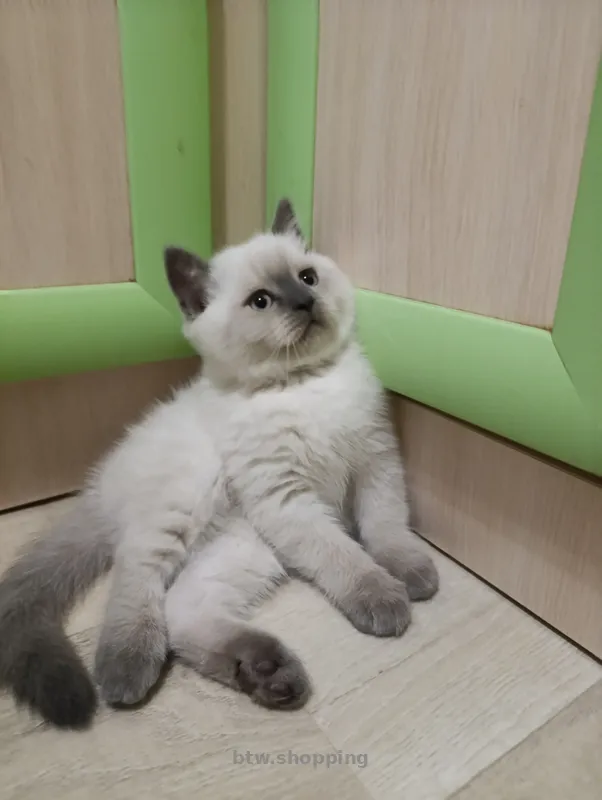 Продаю шотландских котят исклюзивних - btw.shopping