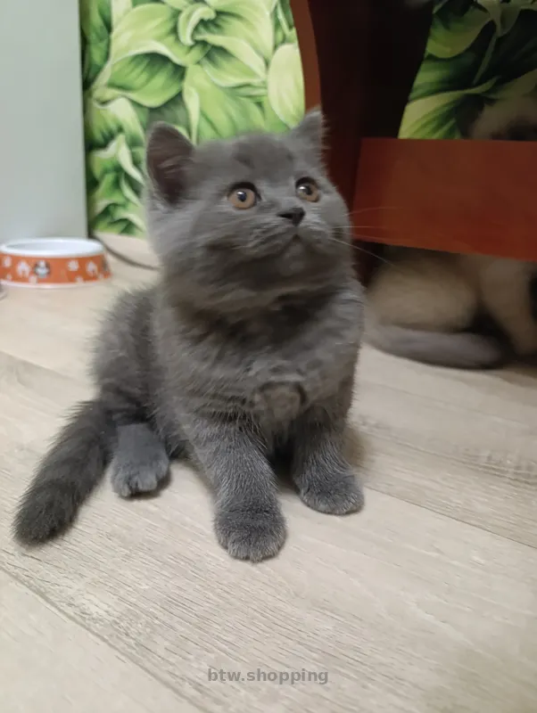 Продаю шотландских котят исклюзивних - btw.shopping
